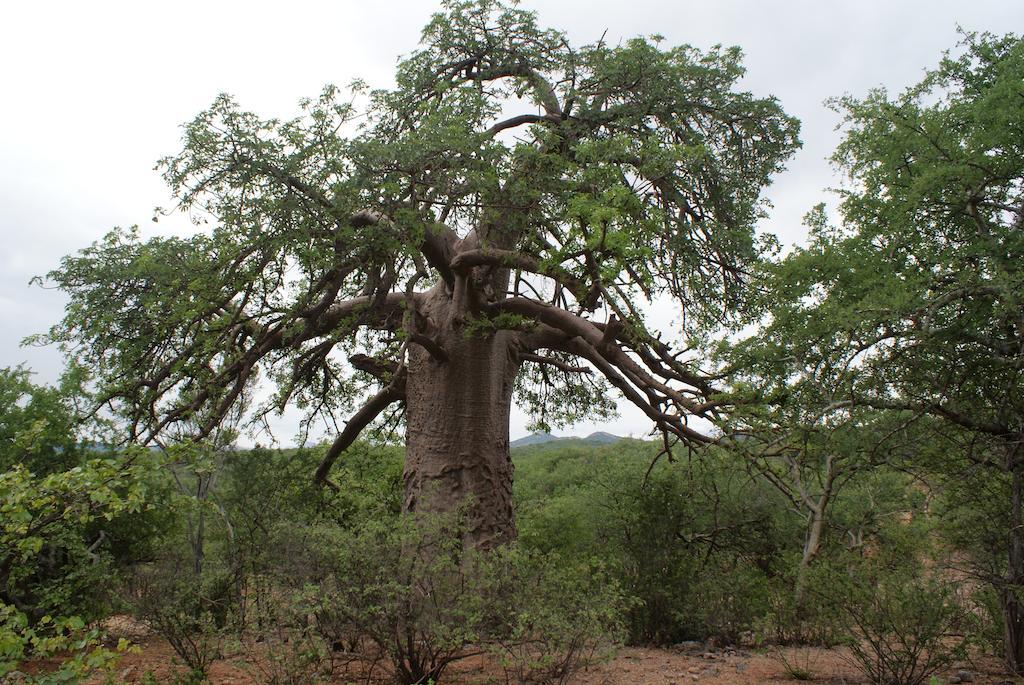 Adansonia Eco Lodge Мусина Екстериор снимка