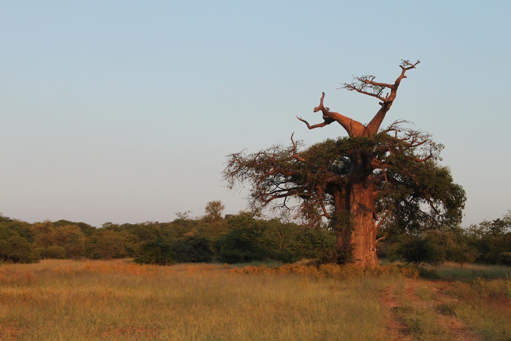 Adansonia Eco Lodge Мусина Екстериор снимка