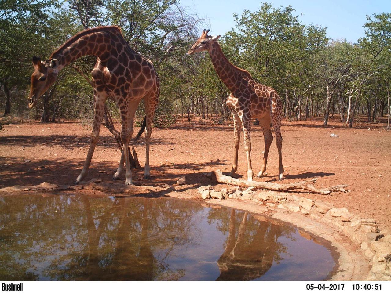 Adansonia Eco Lodge Мусина Екстериор снимка