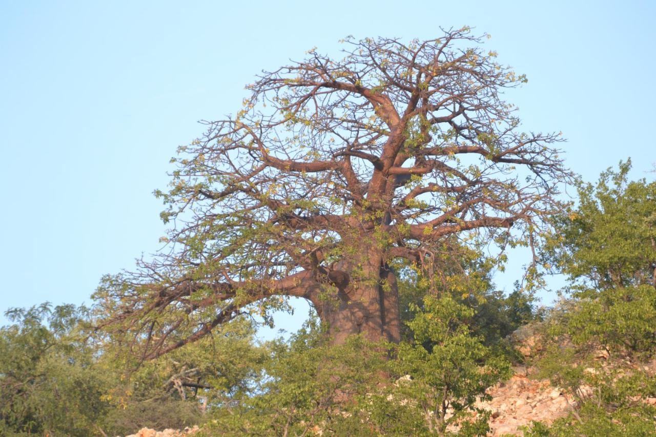 Adansonia Eco Lodge Мусина Екстериор снимка