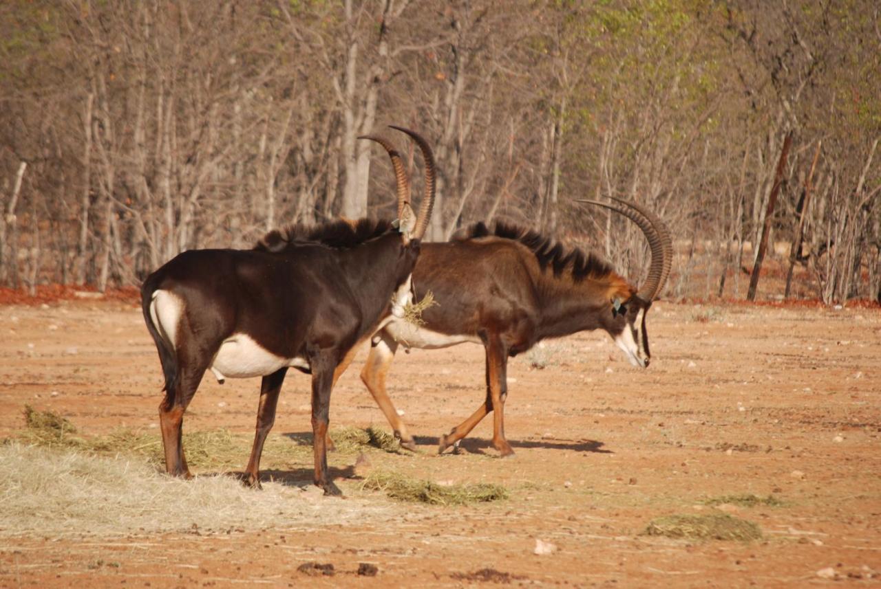 Adansonia Eco Lodge Мусина Екстериор снимка